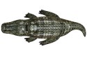 Bestway realistyczny krokodyl Gad 193x94cm 41478